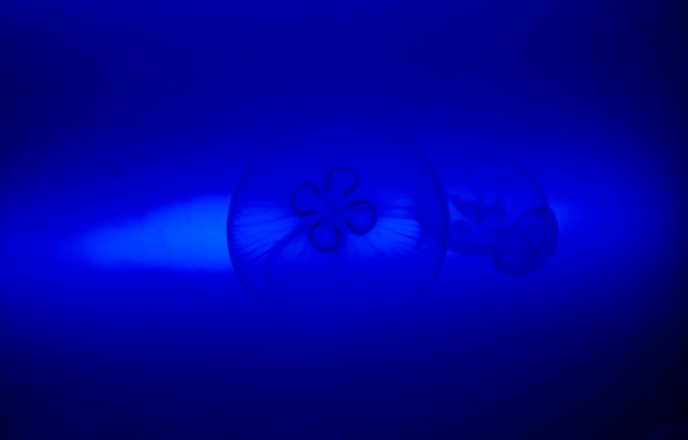 © Photoframe naturaleza