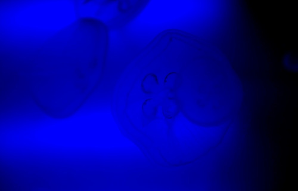 © Photoframe naturaleza